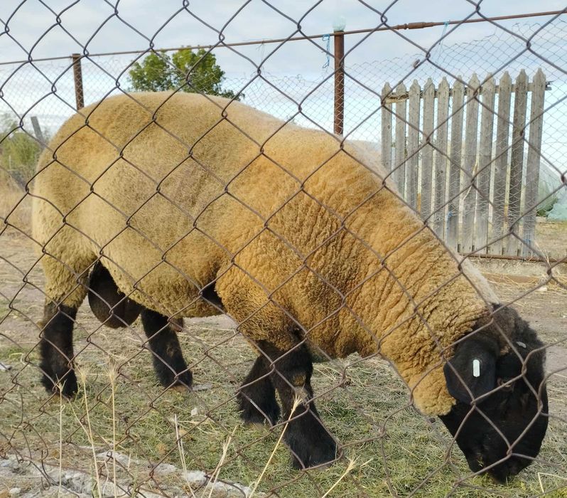 Berbec suffolk de vânzare