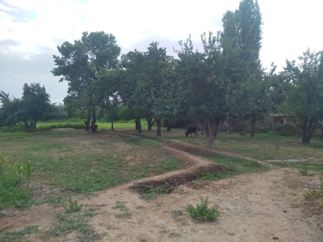 Shag'alko'pirde posttin' artqi tárepinde u'y satiladi.