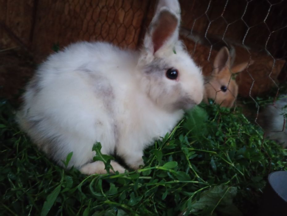 De vânzare detalii in privat. Județul Suceava