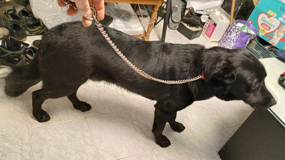 Немска овчарка/ Каракачанска овчарка на 11 месеца