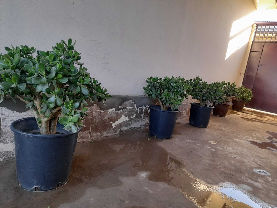 Dollar gullar arzonga