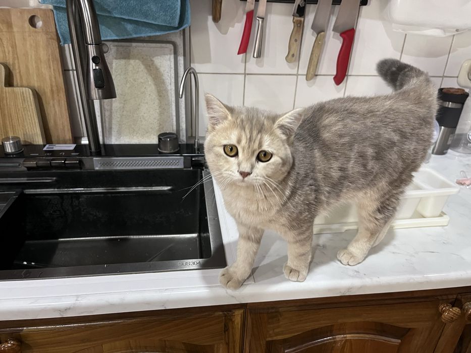 Котенок 6 месяцев