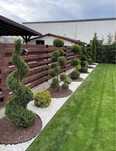 Plante decorative exterior