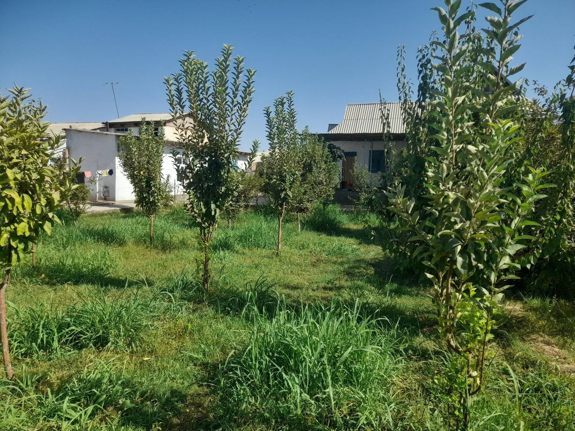 Hovli sotiladi.  Hamma  sharoiti  bor.