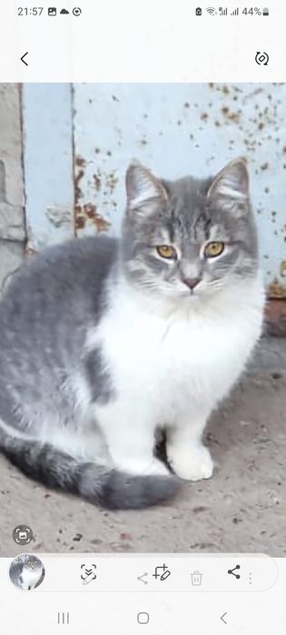 Отдаём чудесных котят в добрые руки