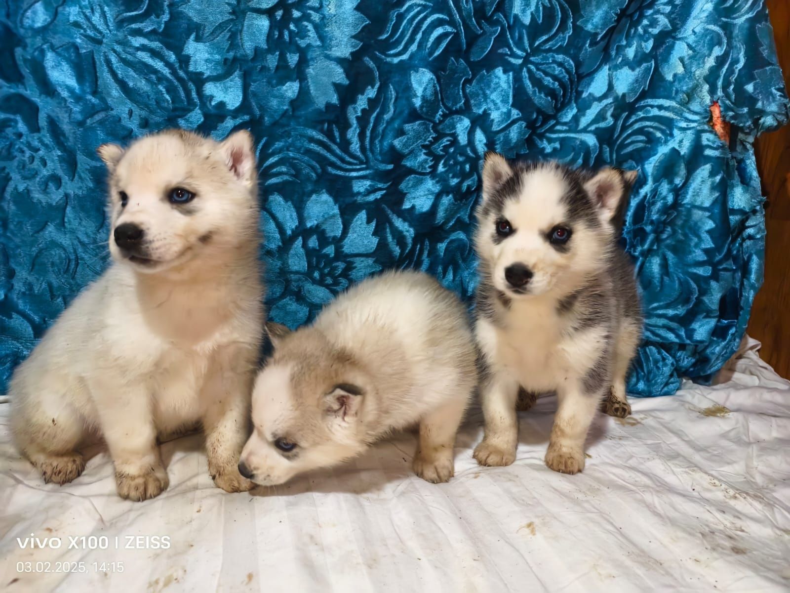 Продам щенков хаски