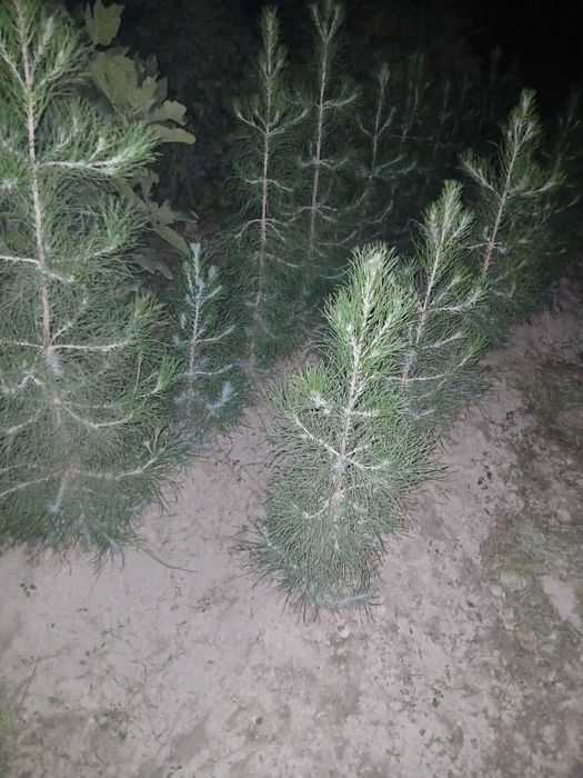 Archa ko'chatlari  1yillik  2yillik sasna tuya archa