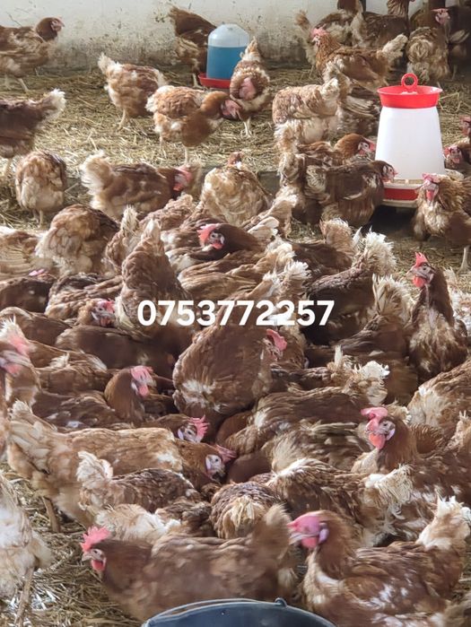 ‼️puicute rosii ouătoare ‼️