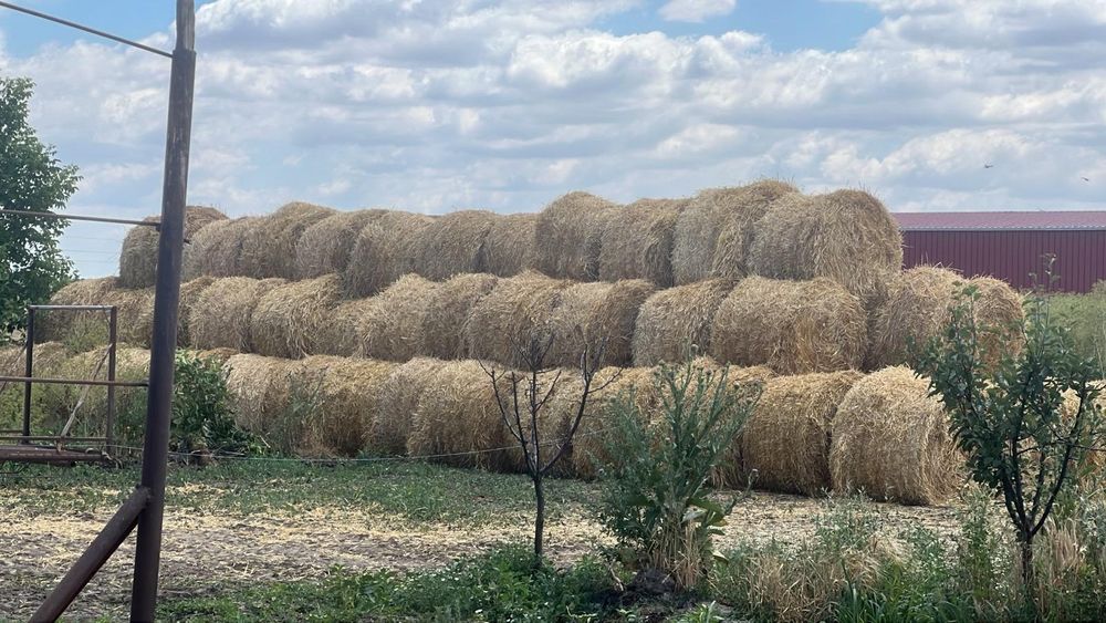 Vând baloți de paie , orz , orzoaică și grâu !