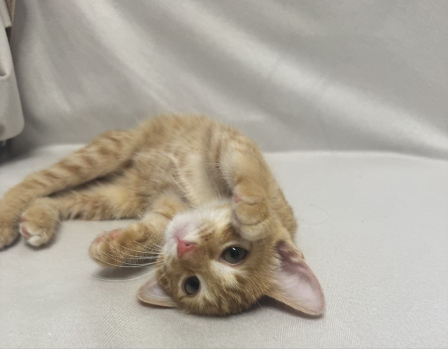 Отдам котенка в доьрые руки