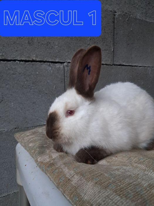 Vând iepuri californian