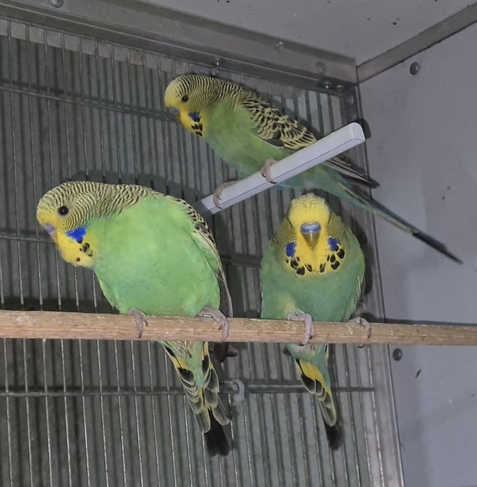 Vand papagali perusi semi-standard!