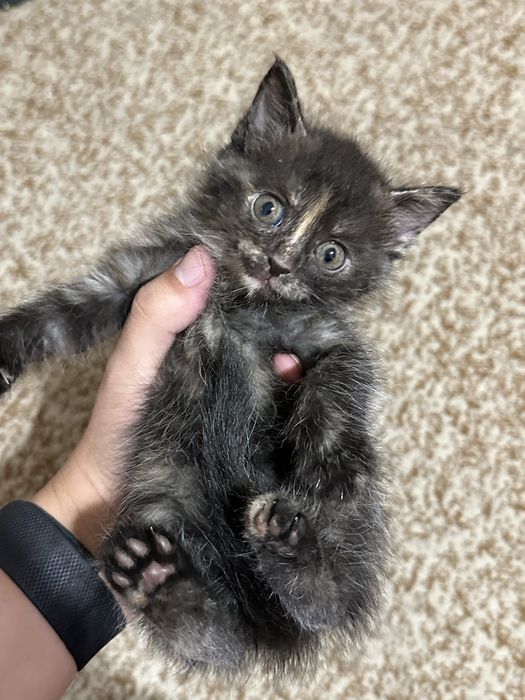 Отдам котят от сибирской кошки (6 недель, бесплатно)