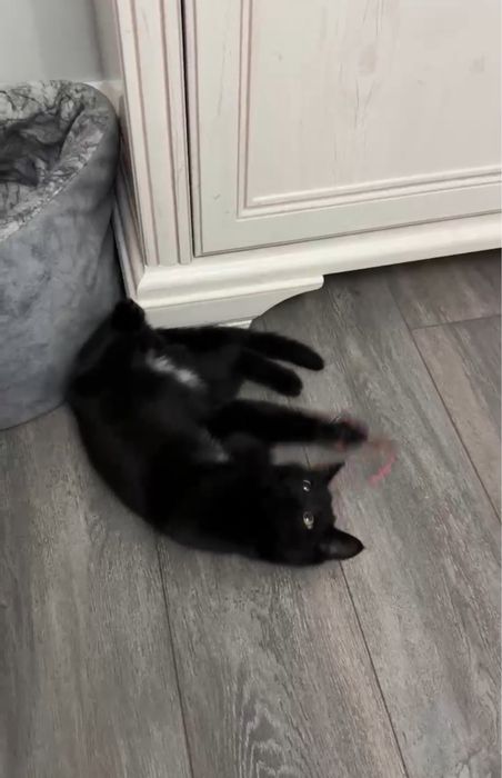 Котенок ищет себе дом