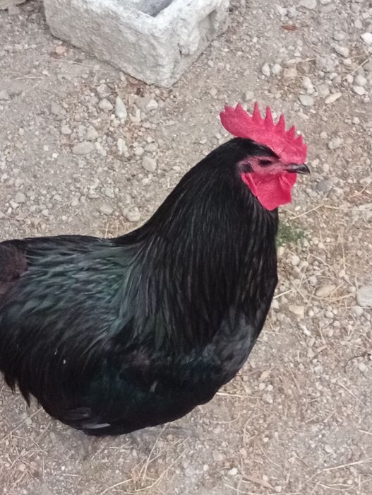 Vând 9 cocosi australorp
