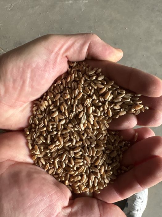 Vand Samanta Certificata Glosa C1