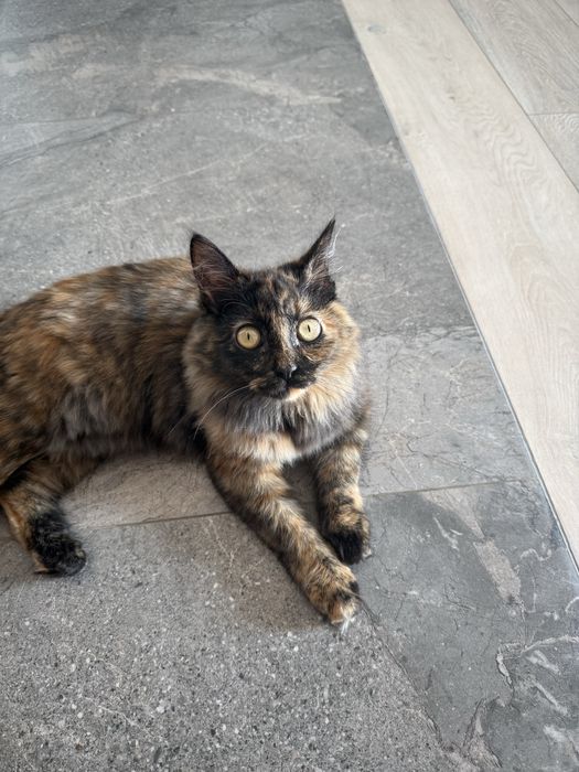 Отдам котенка за символическую оплату