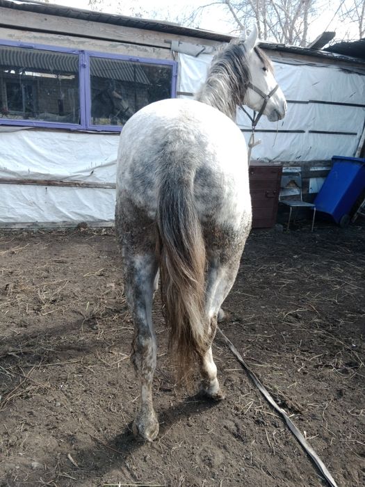 Продается согым лошади с откорма