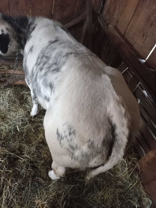 Vand doi tauri. Unul belgian, Unul balțat