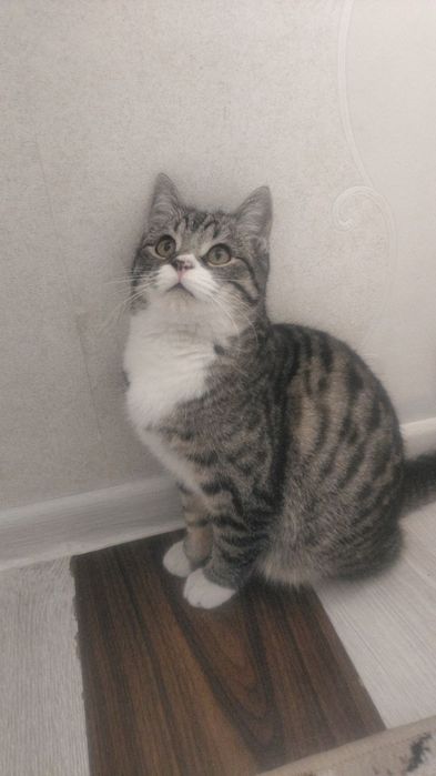 Hadyaga mushuk beriladi