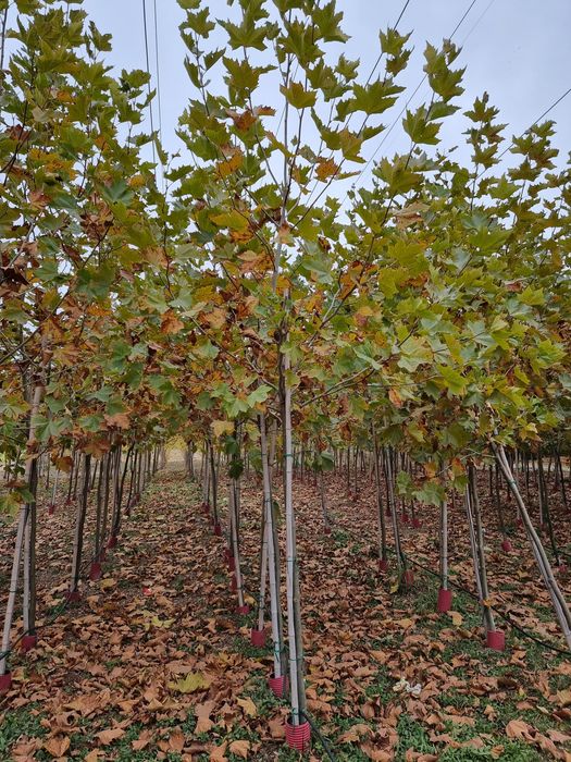 Catalpa globulara- Platan - Mesteacan