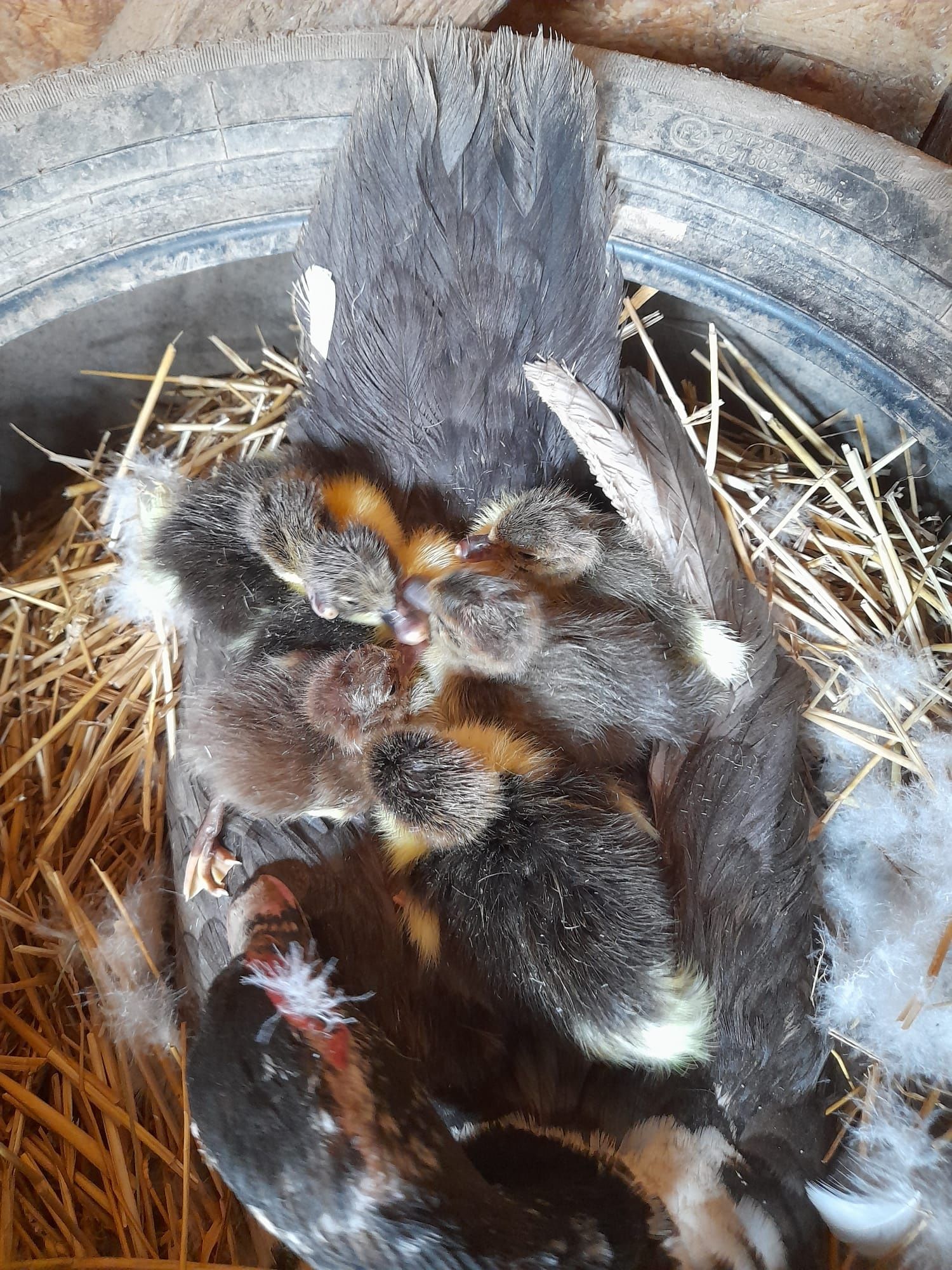 Boboci rață leșească +mama