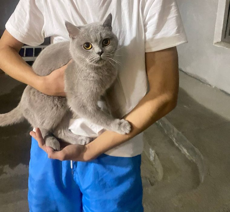 Короткошерстная Британка