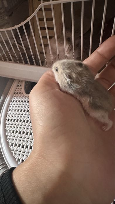 Продам хомячков малышей