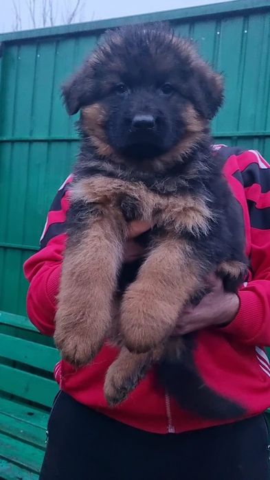 Pui ciobanesc german
