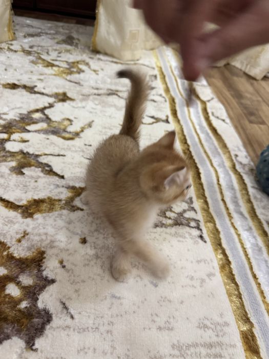 Мушукча сотилади тоза кровный золотая шиншила