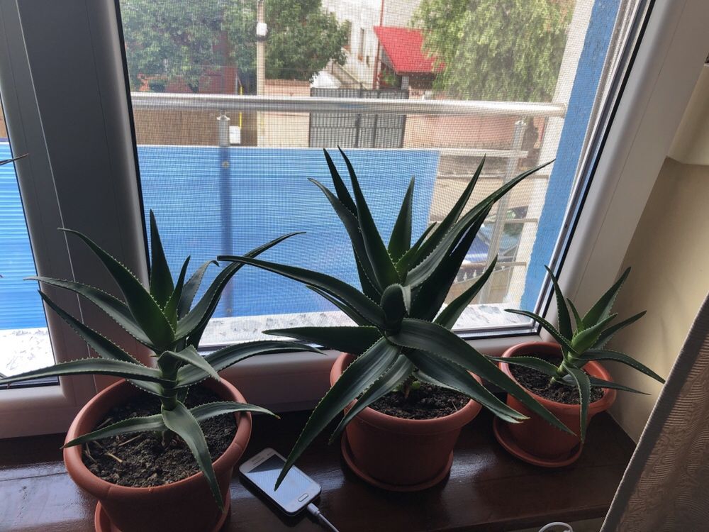 Vând Aloe VERA