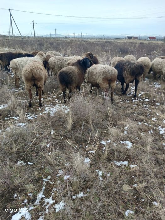 Продам баранов токты.