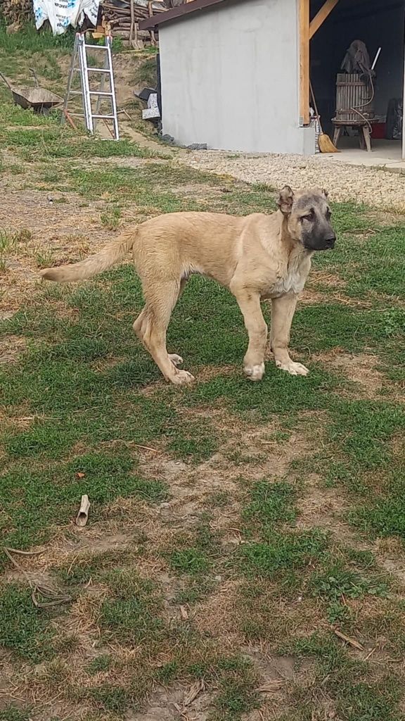 Kangal mascul 5 luni