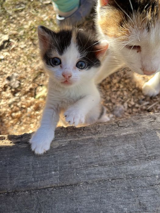 Pisicute spre adoptie