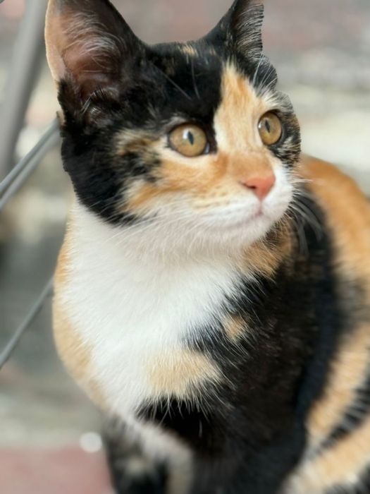 Отдам бесплатно в хорошие руки