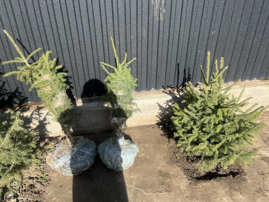 Продам живые елки с корнем