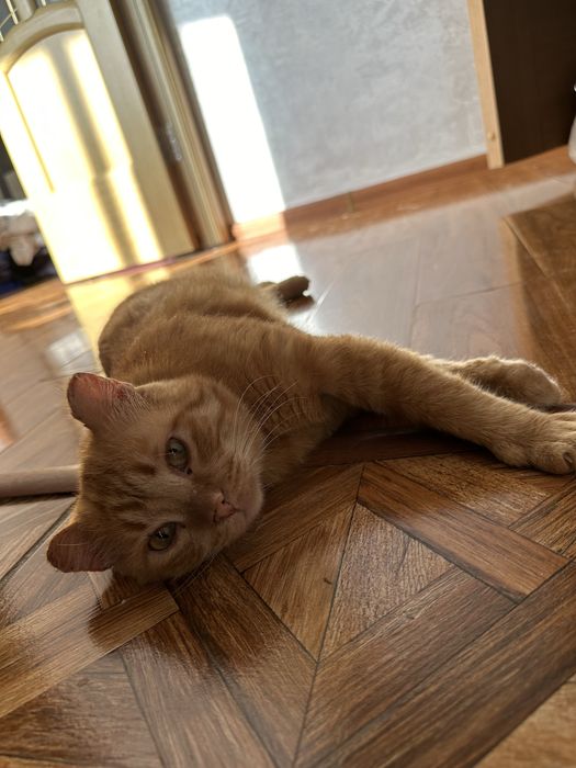 Рыжий кот ищет семью