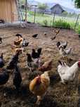 Cocosi sănătoși, crescuți natural – de vânzare