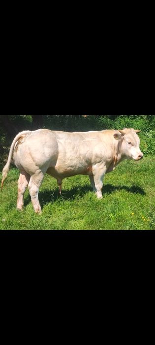 Vând taur 1 și 3 luni