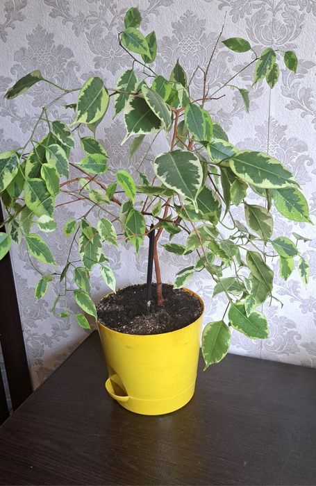 Продам   фикус .