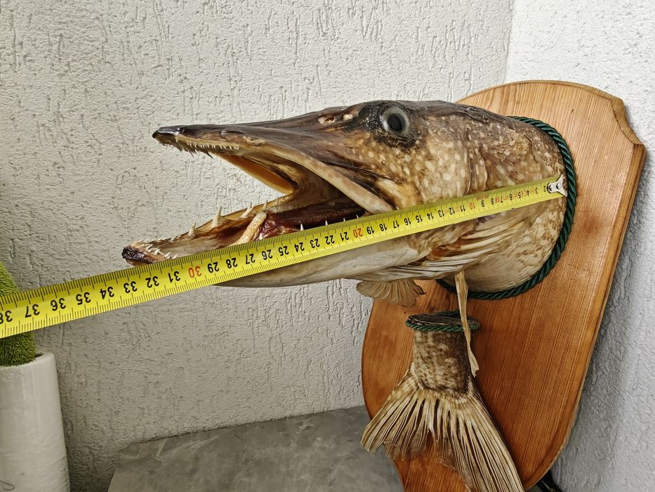Trofeu știucă împăiată peste 23-28kg