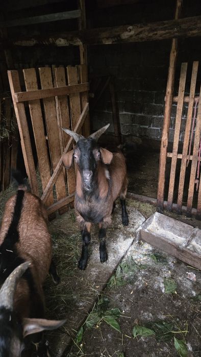 Vând tapi alpino-francezi