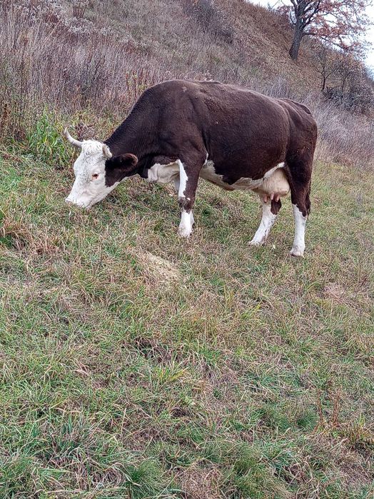 Vând vaca și două juninci