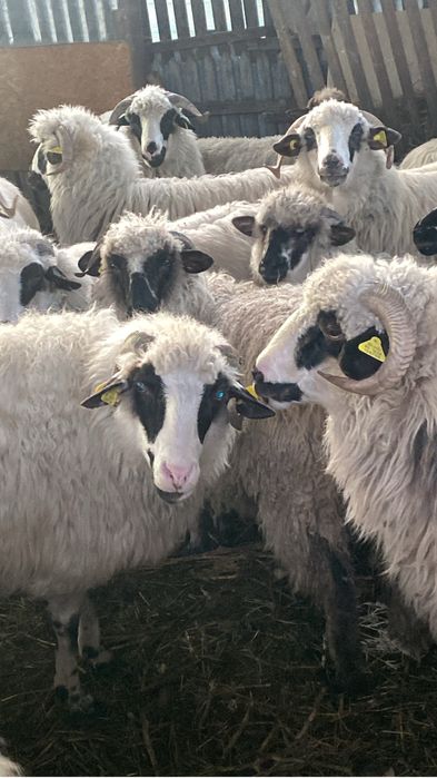 Oi turcane oachese si breze gestante