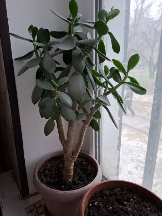 Продам денежное дерево