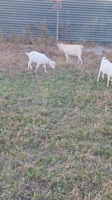 Занен тоза улоклари сотилади