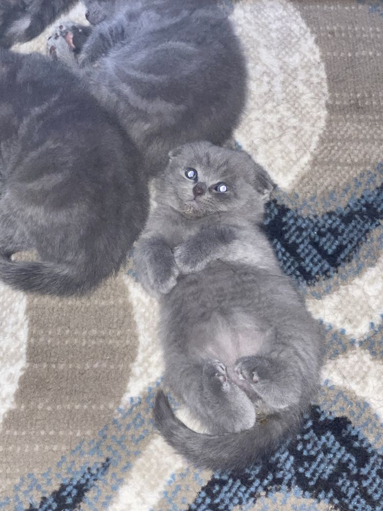 Продаются котята