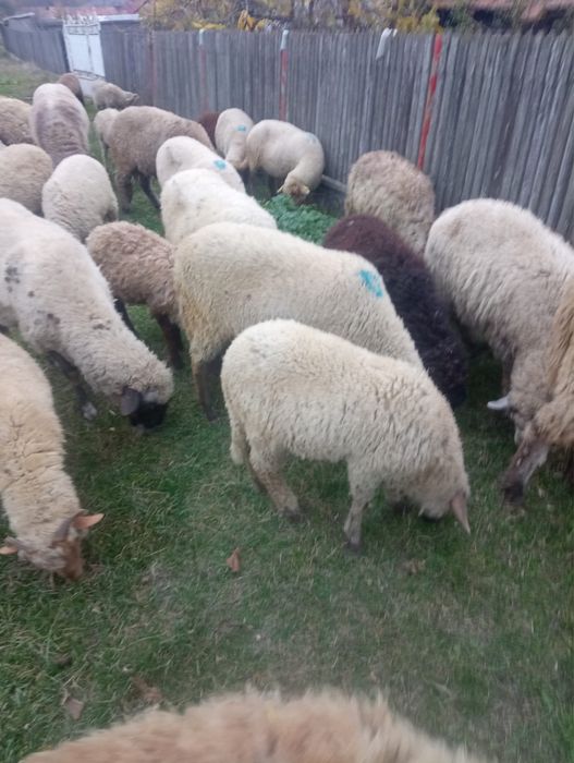 Vand 30 de carlani, 18 mielute si 12 berbecuti