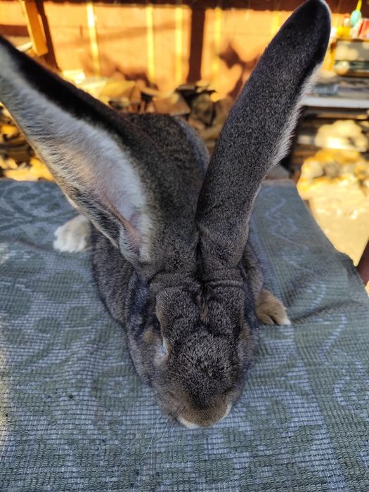 Vând iepuri Uriaș German