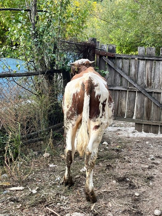 Vițel vârstă 9 luni